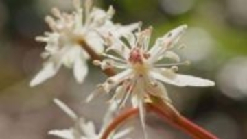 花しょうぶで有名な富山・頼成の森に隠れた春の主役　星を散りばめたような小さな花園が出現　1センチにも満たない「森の妖精」が早春を彩る