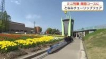 となみチューリップフェア、ミニ列車が今年初の「周回コース」に　満開見込みの25・26日運行