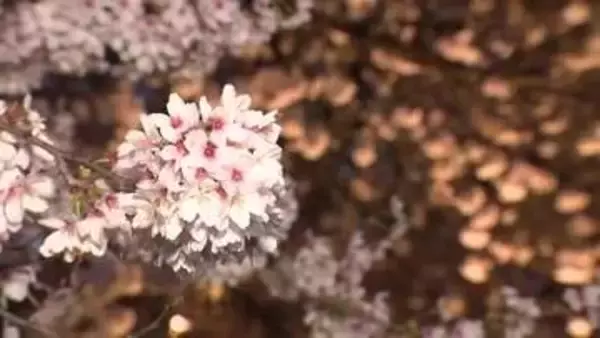 【中継】市民の手で実現した「真の千本桜」　南砺市福光で満開のライトアップ、今年ついに1010本に