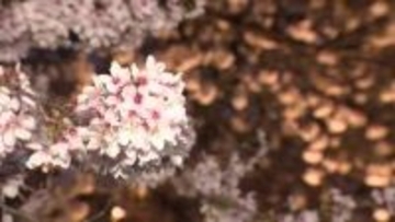 【中継】市民の手で実現した「真の千本桜」　南砺市福光で満開のライトアップ、今年ついに1010本に