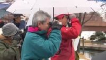 富山市で冬の野鳥観察会　この時期多くの渡り鳥が環水公園に飛来