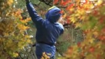 雪のシーズンに備えて「豪農の館・内山邸」では庭園の樹木の雪つり　雪から樹木を守る冬支度