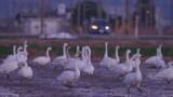 「富山で越冬するハクチョウたちの一日　常願寺川河口で羽を休める260羽」の画像1