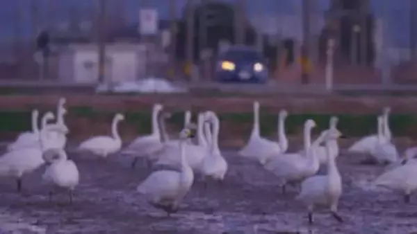 富山で越冬するハクチョウたちの一日　常願寺川河口で羽を休める260羽