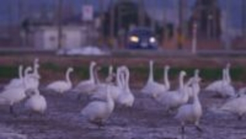 富山で越冬するハクチョウたちの一日　常願寺川河口で羽を休める260羽