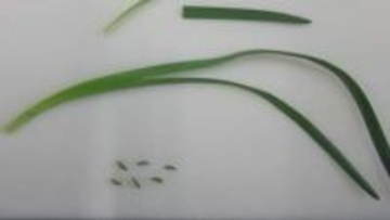 庭の畑で採ったスイセンを誤食、70代・80代夫婦が食中毒に　「アサツキと見分けが難しい」