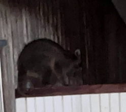 天井裏にアライグマ「自力駆除はダメ」なのに10万円超の自己負担…行政に相談も“理不尽なルール”に絶句