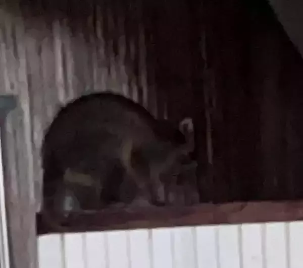 天井裏にアライグマ「自力駆除はダメ」なのに10万円超の自己負担…行政に相談も“理不尽なルール”に絶句