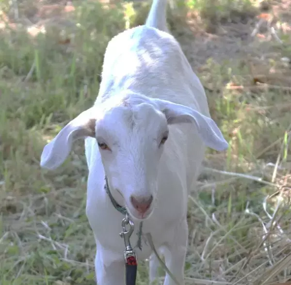 海上保安庁の「救助ヘリ」実物展示と“働き者”のヤギ2頭が目玉！？「海保フェア 2025 in 立川」8日開催