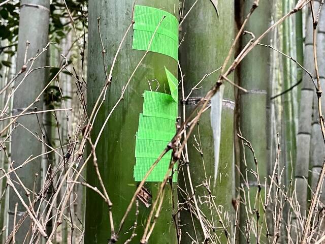 京都・嵐山「竹林の小径」350本に“落書き”被害　イニシャル、日付…“記念のつもり”でも「拘禁刑・罰金」の可能性