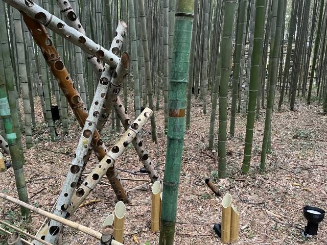 京都・嵐山「竹林の小径」350本に“落書き”被害　イニシャル、日付…“記念のつもり”でも「拘禁刑・罰金」の可能性