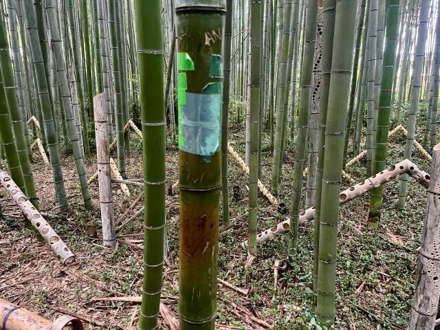 京都・嵐山「竹林の小径」350本に“落書き”被害　イニシャル、日付…“記念のつもり”でも「拘禁刑・罰金」の可能性