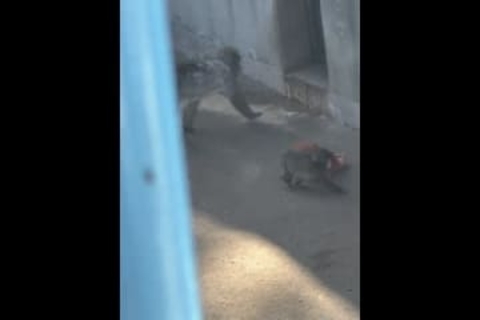 「胸が締め付けられる」パンチくん育児放棄に涙、人間なら何罪？