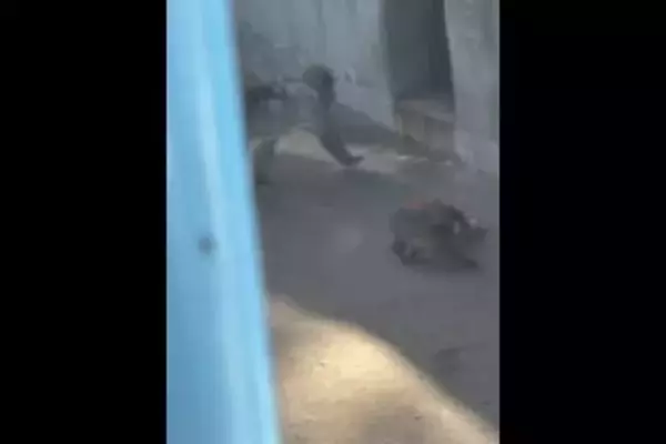 「胸が締め付けられる」パンチくん育児放棄に涙、人間なら何罪？