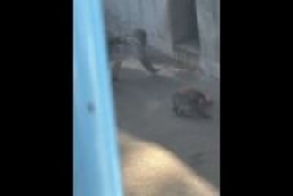 「胸が締め付けられる」パンチくん育児放棄に涙、人間なら何罪？