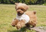 「愛犬チロルはなぜ死んだのか　歯石除去中に急死、飼い主が本人訴訟で“カルテの矛盾”突き止め勝訴」の画像1