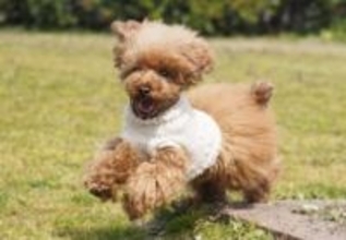 愛犬チロルはなぜ死んだのか　歯石除去中に急死、飼い主が本人訴訟で“カルテの矛盾”突き止め勝訴