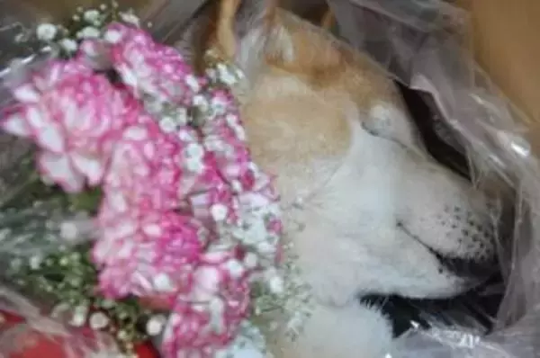 被害者の飼い犬も犠牲か…栃木強盗殺人事件で浮上した「動物愛護法違反」、ペットを殺すとどんな罪になる？