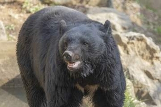 クマを「溺死」させて駆除、町役場に1週間「抗議」殺到…なぜ銃を使えなかった？岩手・雫石町が明かす背景