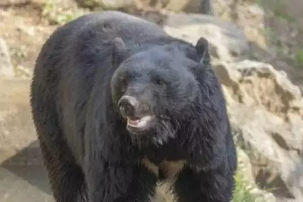 クマを「溺死」させて駆除、町役場に1週間「抗議」殺到…なぜ銃を使えなかった？岩手・雫石町が明かす背景