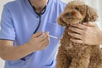 9月28日は「世界狂犬病デー」発症すればほぼ100％死亡…愛犬のワクチン、忘れると20万円以下の罰金も