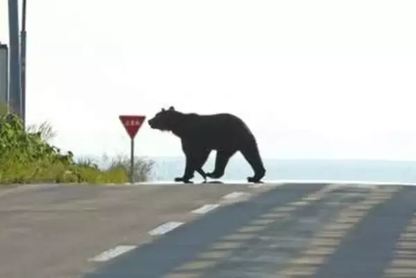 「人の生活圏」でクマの目撃相次ぐ…文科省と環境省、学校に通学路点検や危機管理マニュアル見直し求める