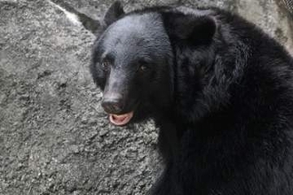 クマが怖いので「在宅勤務にしたい」は認められる？ 宇都宮など都市部にも出没でSNS反響…働き方にも影響か
