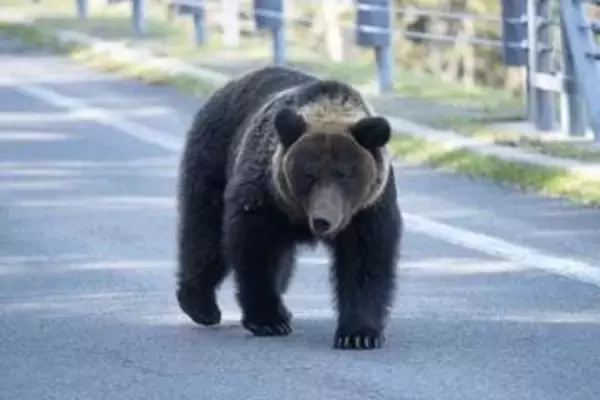 「東京の霞が関にクマが出た」級の衝撃、青森中心部で目撃相次ぐ…ねぶた祭は安全対策検討