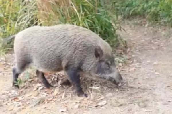 東京の西側でクマ、東側でイノシシ「目撃情報」相次ぐ…江戸川区では防災無線で注意呼びかけ