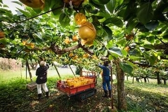 「許せない犯行」被害金額200万円、梨5000個が盗まれて…深刻な「果物泥棒」は実刑になるのか？