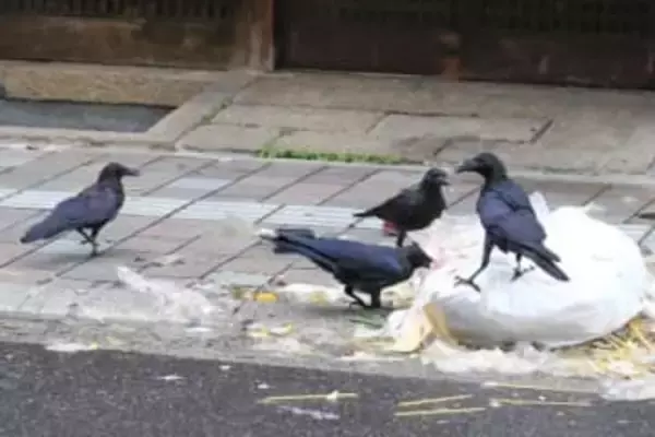 「カラスは害鳥だから殺していい」は誤り…鳴き声に悩んで7羽殺傷、農薬入りパンまいた男性書類送検