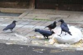 「カラスは害鳥だから殺していい」は誤り…鳴き声に悩んで7羽殺傷、農薬入りパンまいた男性書類送検