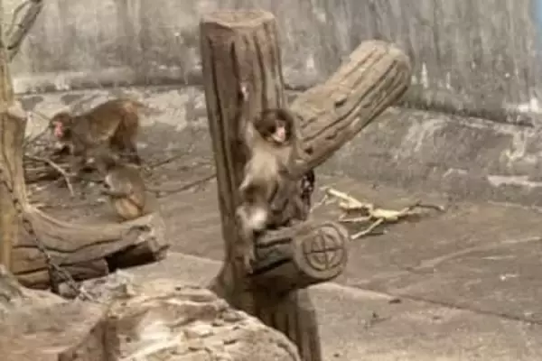 「ちょっかい出すな！」パンチくんをいじめる？サルに舌打ち　人気の影で偽アカウントも続出