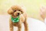 「「安すぎ」の声も　愛犬を他人の飼い犬にかみ殺された賠償額は35万5千円　なぜその額に？　弁護士が解説」の画像1