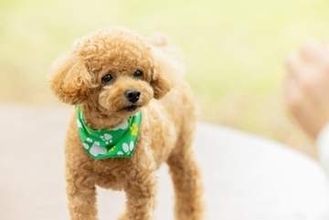 「安すぎ」の声も　愛犬を他人の飼い犬にかみ殺された賠償額は35万5千円　なぜその額に？　弁護士が解説