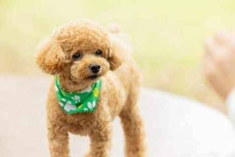 「安すぎ」の声も　愛犬を他人の飼い犬にかみ殺された賠償額は35万5千円　なぜその額に？　弁護士が解説