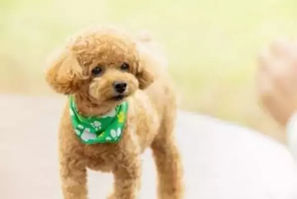 「安すぎ」の声も　愛犬を他人の飼い犬にかみ殺された賠償額は35万5千円　なぜその額に？　弁護士が解説