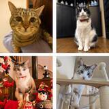 「「貫禄のあるツンデレ猫」「疲れが和らぎそう」可愛くて癒される宿の看板猫トップ3！《2026年最新版》」の画像1