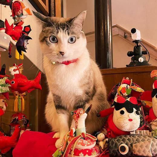 「貫禄のあるツンデレ猫」「疲れが和らぎそう」可愛くて癒される宿の看板猫トップ3！《2026年最新版》