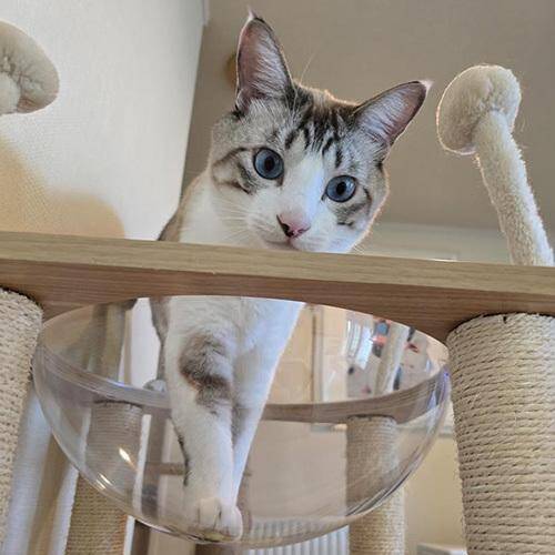 「貫禄のあるツンデレ猫」「疲れが和らぎそう」可愛くて癒される宿の看板猫トップ3！《2026年最新版》