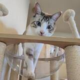 「「貫禄のあるツンデレ猫」「疲れが和らぎそう」可愛くて癒される宿の看板猫トップ3！《2026年最新版》」の画像3