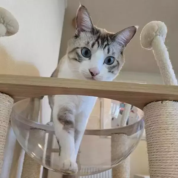 「「貫禄のあるツンデレ猫」「疲れが和らぎそう」可愛くて癒される宿の看板猫トップ3！《2026年最新版》」の画像