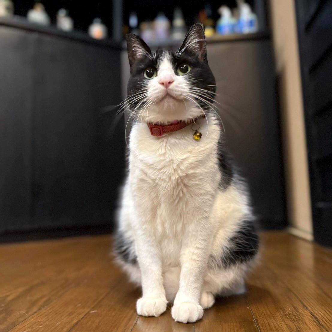 「貫禄のあるツンデレ猫」「疲れが和らぎそう」可愛くて癒される宿の看板猫トップ3！《2026年最新版》