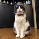 「「貫禄のあるツンデレ猫」「疲れが和らぎそう」可愛くて癒される宿の看板猫トップ3！《2026年最新版》」の画像4