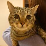 「「貫禄のあるツンデレ猫」「疲れが和らぎそう」可愛くて癒される宿の看板猫トップ3！《2026年最新版》」の画像5