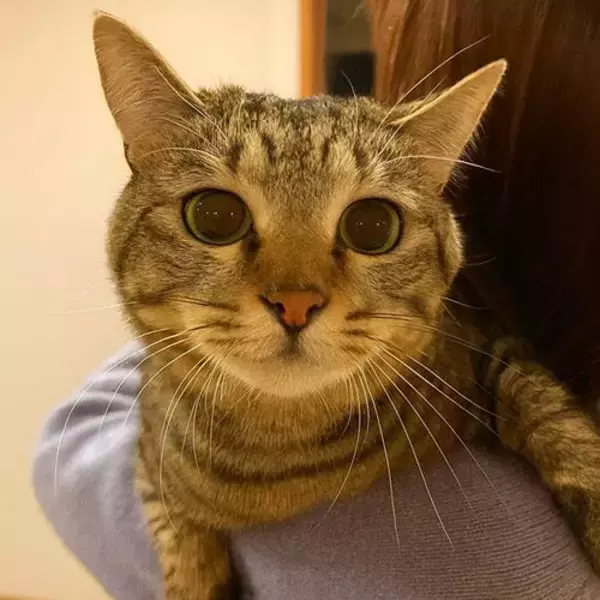 「「貫禄のあるツンデレ猫」「疲れが和らぎそう」可愛くて癒される宿の看板猫トップ3！《2026年最新版》」の画像