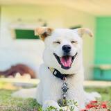 「「笑顔に元気をもらえる」犬好き必見！全国の宿の看板犬トップ3を紹介」の画像2