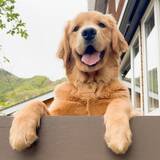 「「笑顔に元気をもらえる」犬好き必見！全国の宿の看板犬トップ3を紹介」の画像3