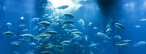 「【2026年GW】初夏のおでかけにぴったり！都内で楽しめる水族館イベント5選」の画像