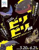 「【2026年GW】初夏のおでかけにぴったり！都内で楽しめる水族館イベント5選」の画像8